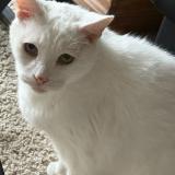 Foto del gato perdido en Davenport