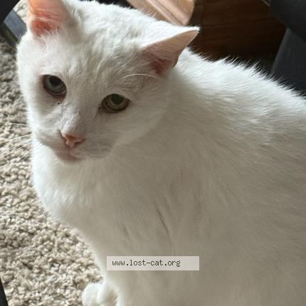 Foto 1/1 Snowball Chat perdido en Davenport