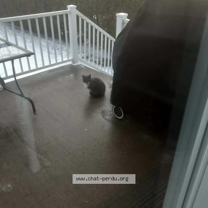 Foto 1/1 Gato encontrado Encontrado en Granby