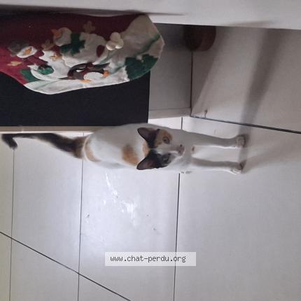 Foto 1/1 Gato encontrado Encontrado en Bras panon