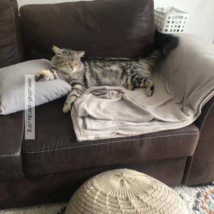 Foto 1/1 Speedy Chat perdido en Le havre