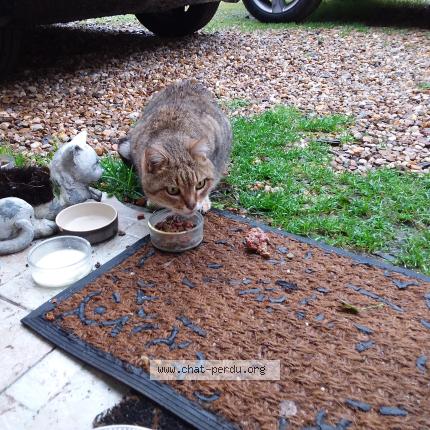 Foto 1/1 Gato encontrado Encontrado en Buxerolles