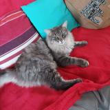 Foto del gato perdido en Pornic