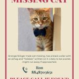 Foto del gato perdido en Pathanamthitta Kozhencherry