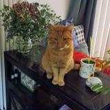 Foto del gato perdido en Bievres