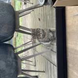 Foto de gato encontrado en La Chapelle Sur Erdre