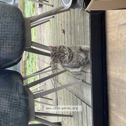 Foto 1/1 Gato encontrado Encontrado en La chapelle sur erdre