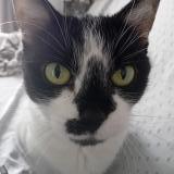 Foto del gato perdido en Palavas Les Flots