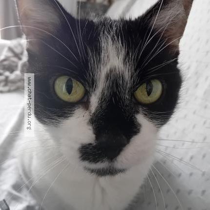 Foto 1/1 Arya Chat perdido en Palavas les flots