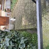 Foto de gato encontrado en Schaerbeek