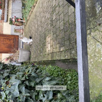 Foto 1/1 Gato encontrado Encontrado en Schaerbeek