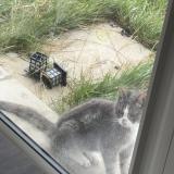 Foto de gato encontrado en Bussy Saint Martin