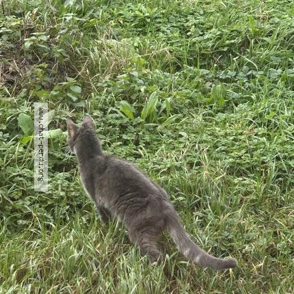 Foto 2/2 Gato encontrado Encontrado en Bussy saint martin