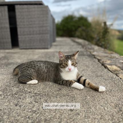 Foto 1/1 Mimou Chat perdido en Montpellier