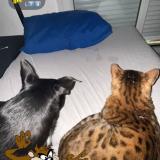 Foto del gato perdido en Aix En Provence