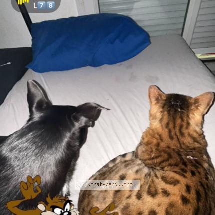 Foto 1/1 Sherkhan Chat perdido en Aix en provence