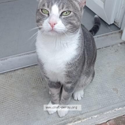 Foto 1/1 Hom&egrave;re Chat perdido en Toulouges