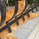 Foto del gato perdido en Montreal