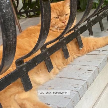 Foto 1/1 Philippe Chat perdido en Montreal