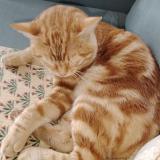 Foto de gato encontrado en Pau