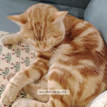 Foto 1/1 Gato encontrado Encontrado en Pau