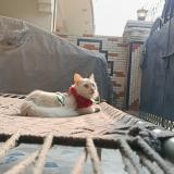 Foto de un gato reunido en Allama Iqbal Town Nishtar Block