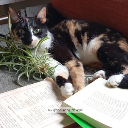 Foto 1/1 Gato encontrado Perdido en Montevideo