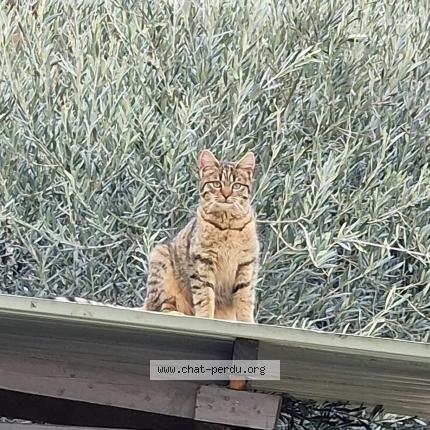 Foto 1/1 Gato encontrado Encontrado en Saint jacques de thouars
