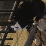 Foto de gato encontrado en Levallois Perret