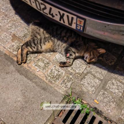 Foto 1/1 Gato encontrado Encontrado en Pamiers