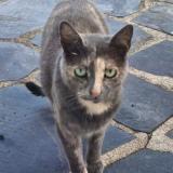 Foto del gato perdido en Heric