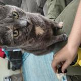 Foto del gato perdido en Yorktown