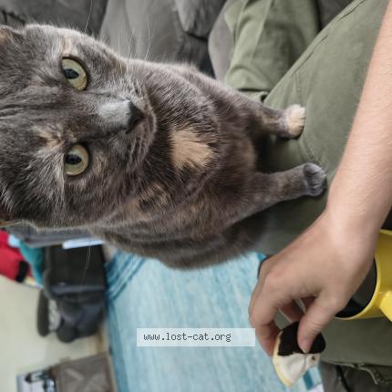 Foto 1/1 Lemon Chat perdido en Yorktown