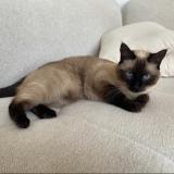 Foto del gato perdido en Annecy