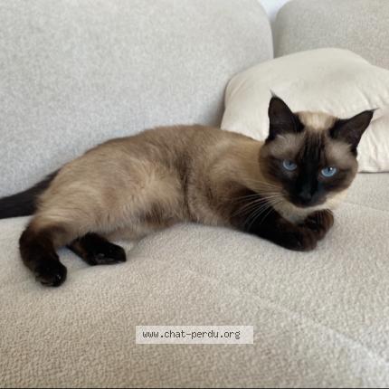 Foto 1/1 Sahra Kerkar Chat perdido en Annecy