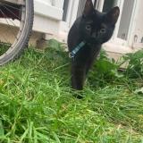 Foto del gato perdido en Le Blanc