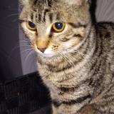 Foto del gato perdido en Leuville Sur Orge