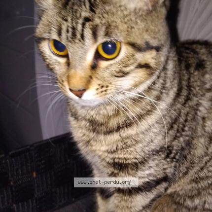 Foto 1/1 Tily Chat perdido en Leuville sur orge