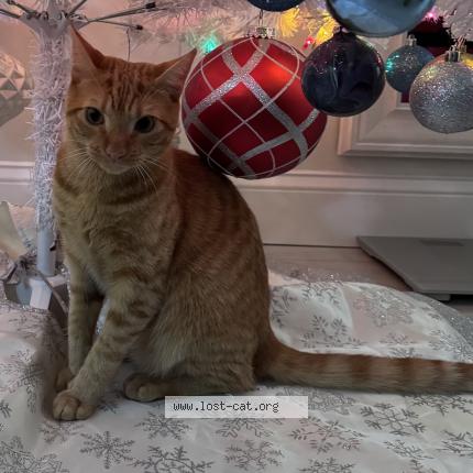 Foto 1/1 Kenny Chat perdido en Centreville