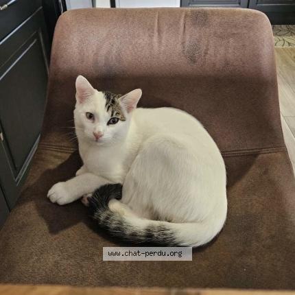 Foto 1/1 Pop Chat perdido en Ceauce