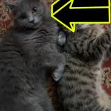 Foto del gato perdido en Peshawar