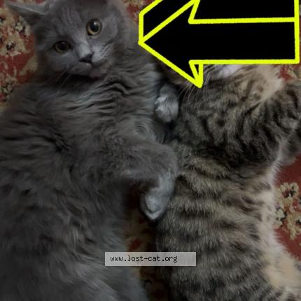 Foto 1/1 Yoshi Chat perdido en Peshawar