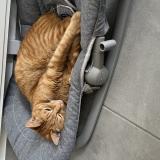 Foto del gato perdido en Chemille En Anjou