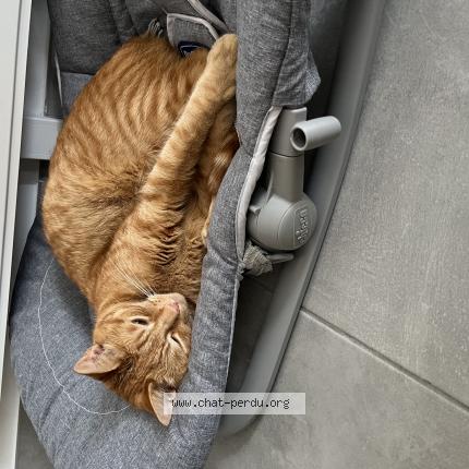 Foto 1/1 Taiko Chat perdido en Chemille en anjou