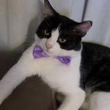 Foto del gato perdido en Orleans