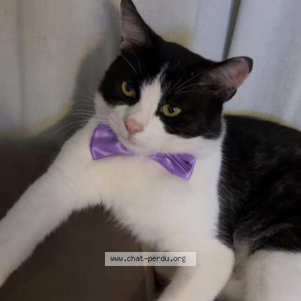 Foto 1/1 Oreo Chat perdido en Orleans