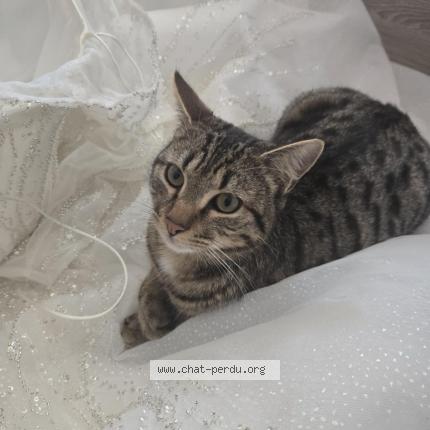 Foto 1/1 Hamza Chat perdido en Lerouville