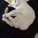 Foto del gato perdido en Gennes Val De Loire