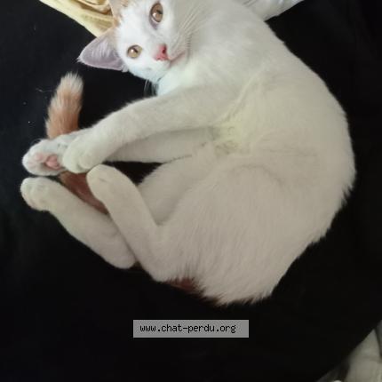 Foto 1/1 lenny Chat perdido en Gennes val de loire