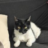 Foto del gato perdido en Septeme Les Vallons